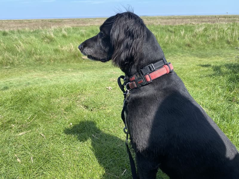 A black spaniel in a pink collar sitting in a wide green field under a blue sky